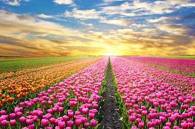 Волшебный пейзаж с солнцем над полем с тюльпанами