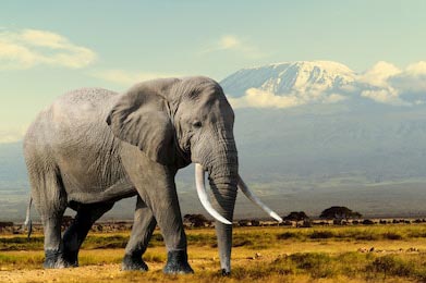 Слон на фоне горы Килимаджаро в Нацпарке Кении