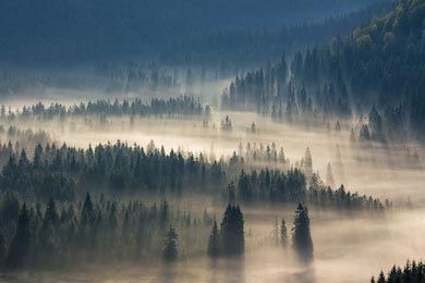 Ели на лугу к хвойному лесу в туманных горах