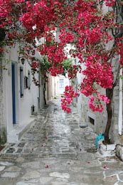 Небольшая аллея на живописном греческом острове