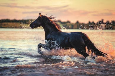 Лошадь скачет по озеру рассекая воду на закате