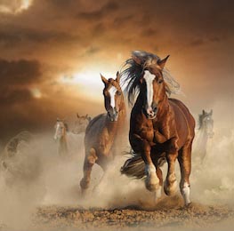 Дикие лошади бегают вместе оставляя за собой пыль