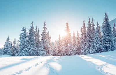 Зимний лес с елками в горах залитый солнечным светом