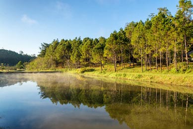 Отражение соснового леса в озере и тумане