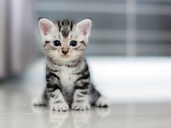 Симпатичный американский короткошерный котенок