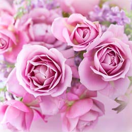 Красивая фиолетовая роза крупным планом