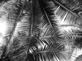 Черно-белые тропические листья крупным планом