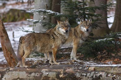 Два европейских серых волка в лесу с елками 