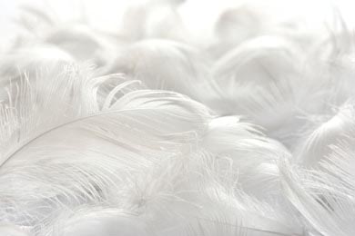 Большие белые перья на светлом фоне