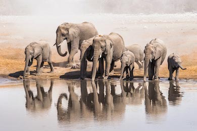 Африканские слоны, пьющих в водоеме в нацпарке Этоша