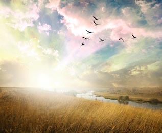 Луга и птицы летящие над озером в облачное небо