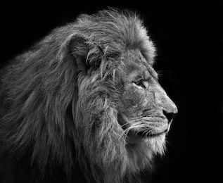 Черно-белый портрет льва с пушистой гривой