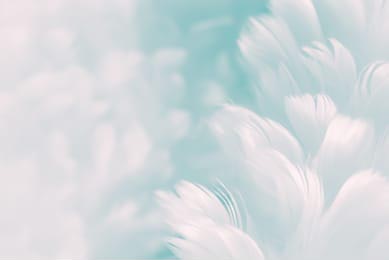 Белые пушистые перья на бледно-синем фоне