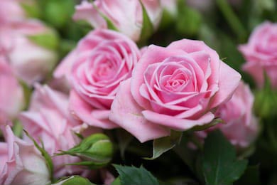 Розовые распустившиеся розы в саду