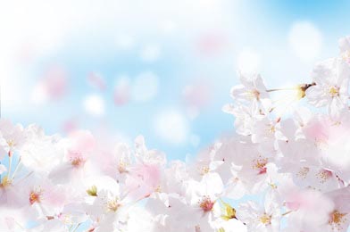 Красивый пейзаж цветения сакуры на нежном фоне