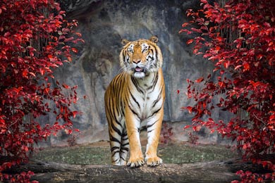 Портрет тигра в пещере с красными цветами