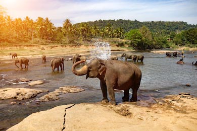 Слоны купаются в реке в Нацпарке на Шри-Ланке