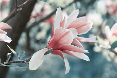 Весенний цветочный фон с цветущей розовой магнолией