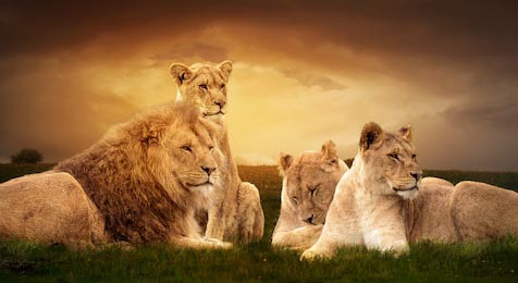 Африканских львы, отдыхающих на закате в траве
