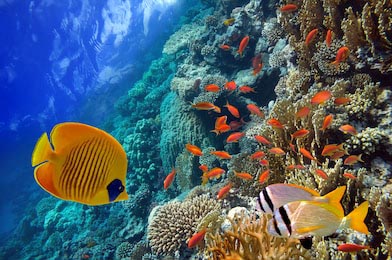 Подводный мир, показывающий плавание красочных рыб