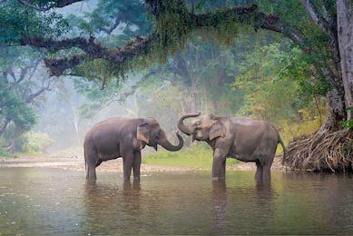Азиатские слоны купаются в реке в глубоком лесу