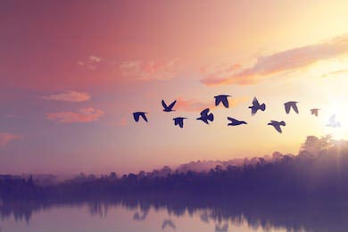 Птицы улетающие домой на закате дня