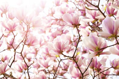 Цветы магнолии на дерево залиты солнечным светом