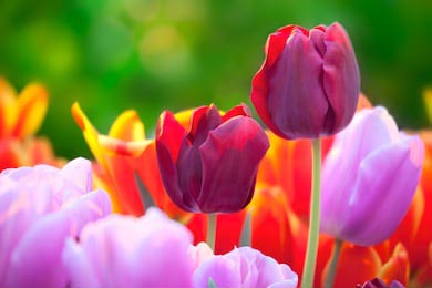 Тюльпаны разных цветов в весенней солнечной теплице