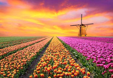 Восход солнца над полем тюльпанов в Нидерландах