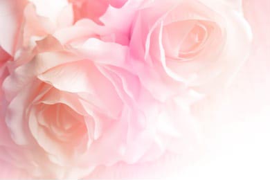 Мягкий размытый фон с розовыми розами