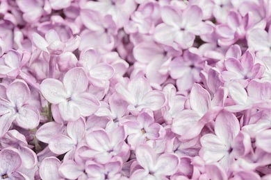 Пастельный светло-розовый букет сиреневого цветка