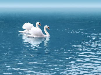 Два белых лебедя плавают по чистой синей воде