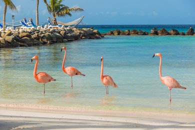 Четыре фламинго на пляже на острове