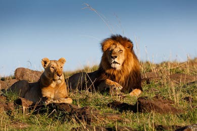 Лева с любимой Львицей отдыхают в Масаи-Мара, Кения