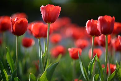 Вид красных тюльпанов под солнечным светом