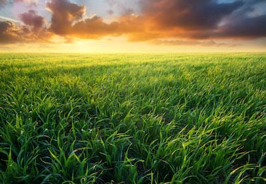 Трава на поле во время восхода солнца