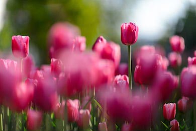 Удивительный вид розового тюльпана в саду и трава