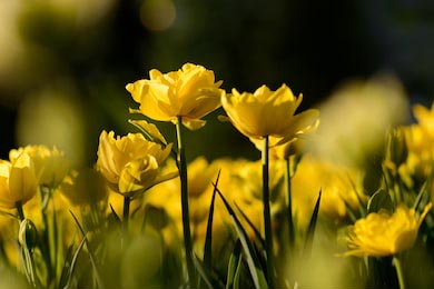Удивительный вид цветения желтого тюльпана в саду