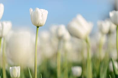Удивительный вид белых тюльпанов цветущих в саду