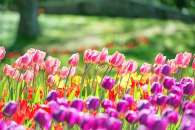 Сад с яркими цветами тюльпанов в зеленом парке
