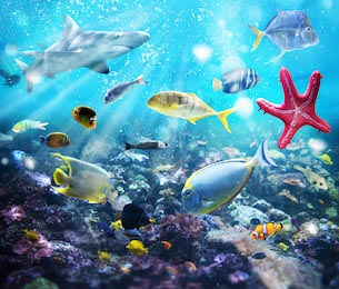 Подводный мир с акулой, рыбами, красной звездой
