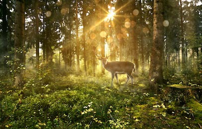 Солнце светит в сказочный лес с оленем