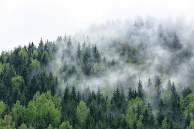 Вид на туманные горы и хвойные леса