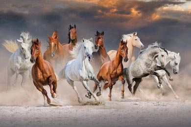 Стадо лошадей бегут в пустынной пыли на закате неба