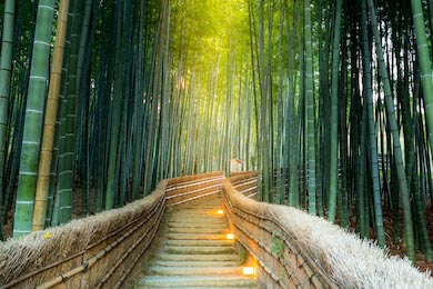 Бамбуковый лес Арасияма в Киото Япония
