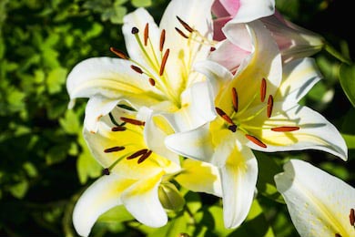 Цветок бело-желтой лилии в саду