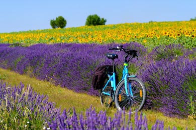 Велосипед на поле лаванды и подсолнечника в Провансе