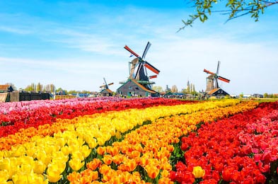 Пейзаж с тюльпанами и голландские ветряные мельницы