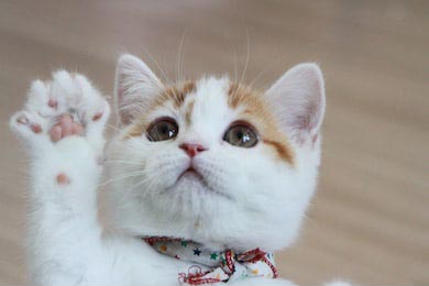 Маленький бело-рыжий кот машет лапкой