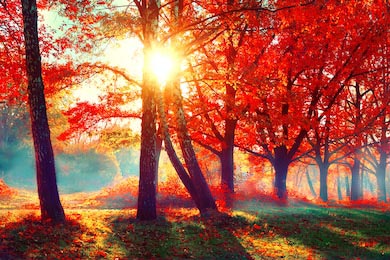 Осенний лес с лучами солнечного света